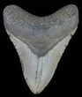 Megalodon Tooth - North Carolina #66145-1